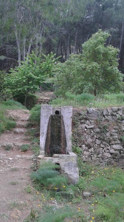 Vegetación de la Sierra de Mijas Alpujata Alhaurin 03