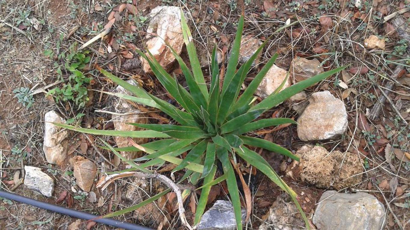 Vegetacion Sierra de Mijas Alpujata Alhaurin 05