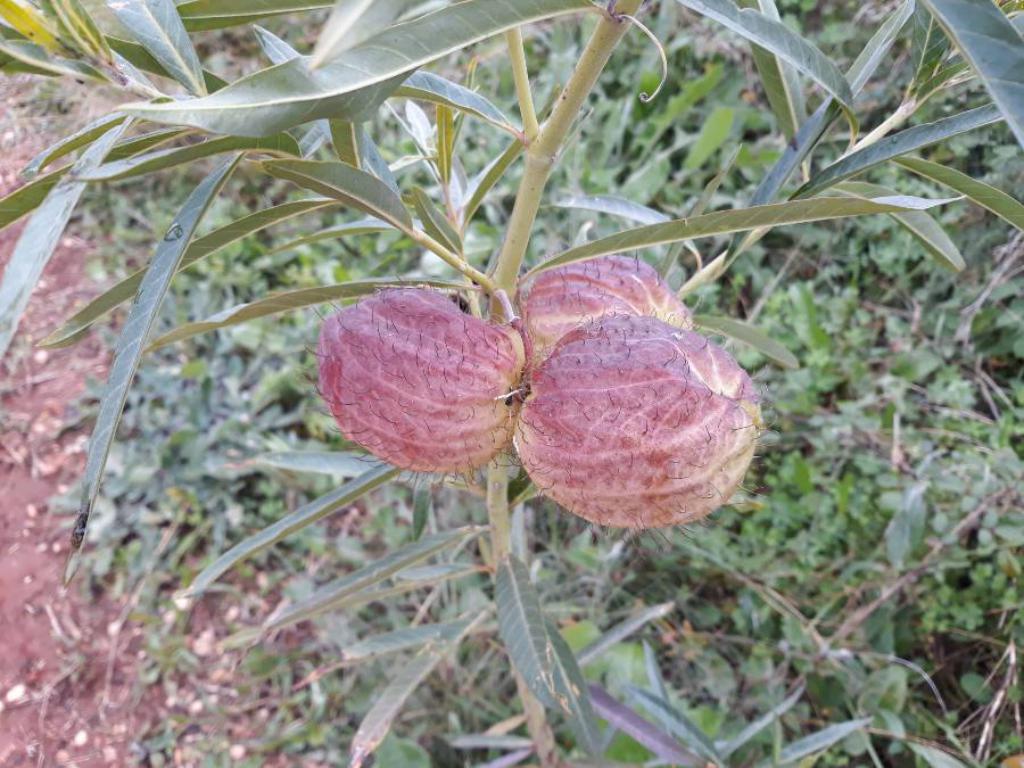 Vegetacion Sierra de Mijas Alpujata Alhaurin 06