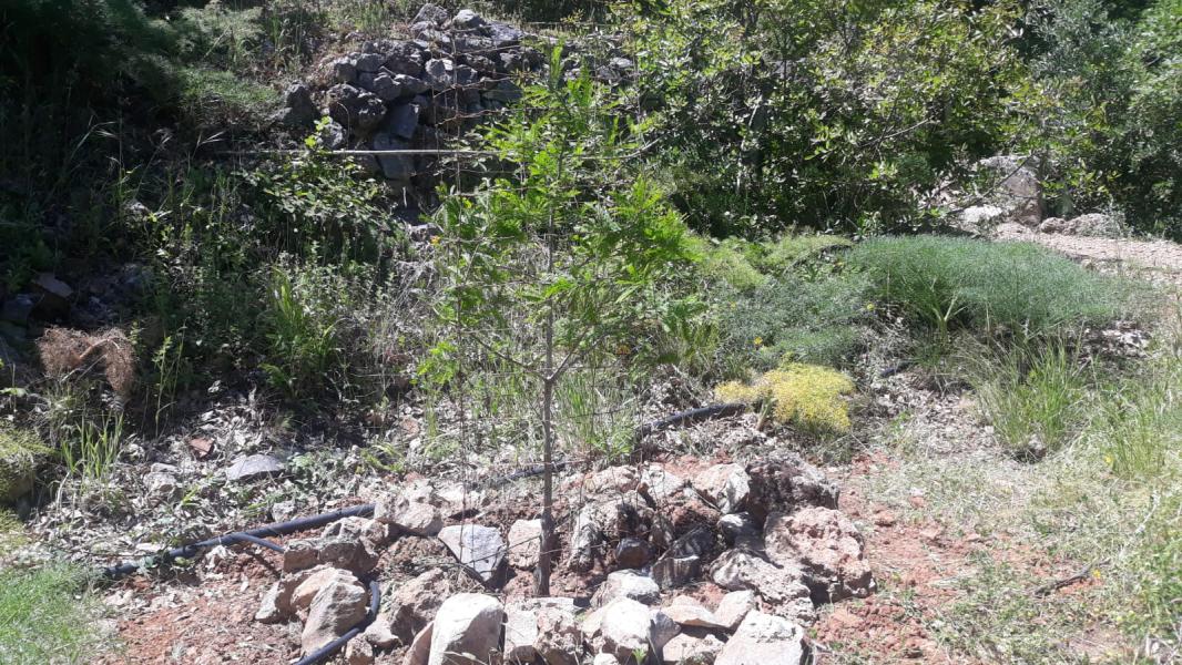 Ciprés de los pantanos Taxodium distichum - Amigos de Arboretum Jarapalos